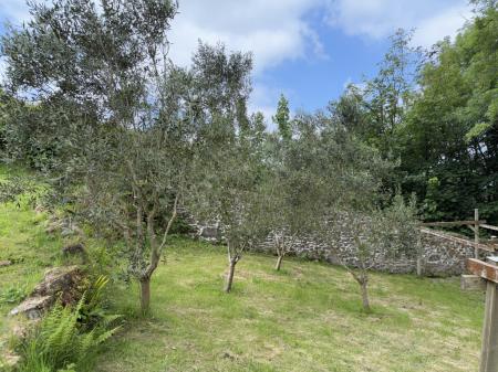 Mature Olive trees
