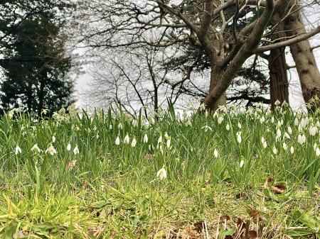 Communal Woodland