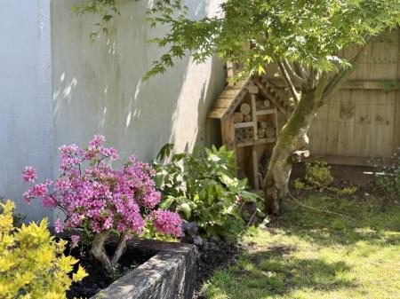 Mature Shrubs