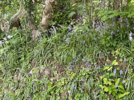 Bluebells