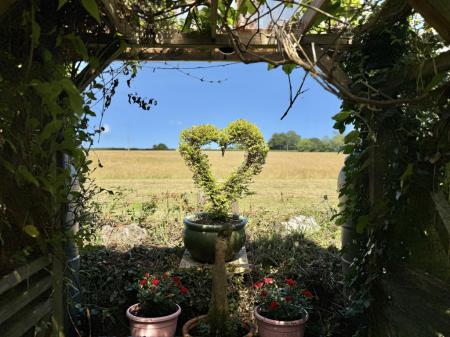 View from Garden