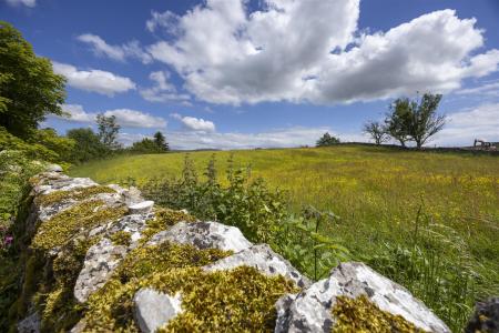 Wild Meadowland