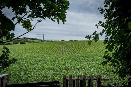 View From Garden
