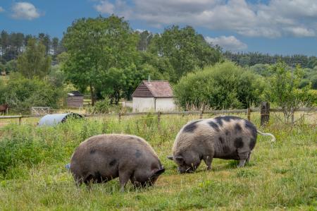 Grazing Land