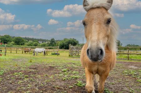 Grazing