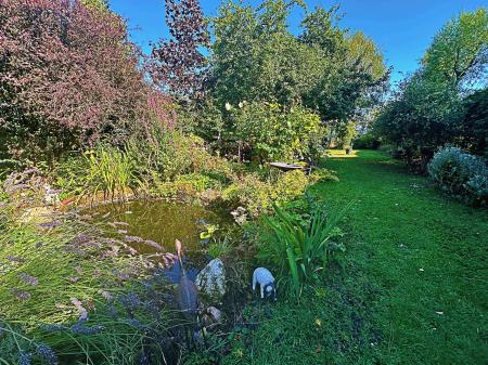 Pond