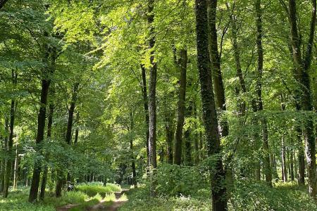 Countryside Walks