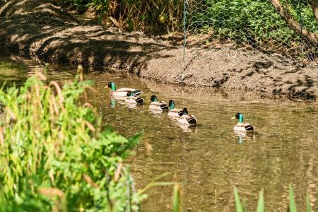 TRH Duck Pond.jpg