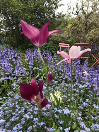 ember lane garden.jpg