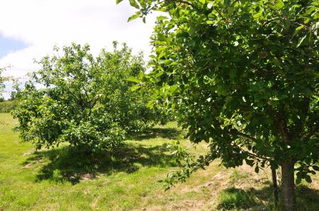 Orchard