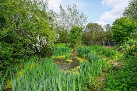 Pond