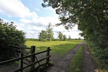 Forest View