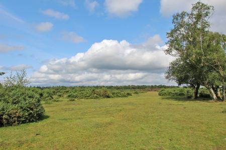 Forest View