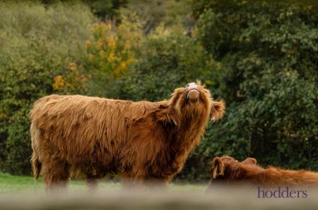 7fce41f4-b161-4c7...