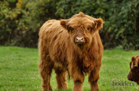 3136c819-a5b2-46d...