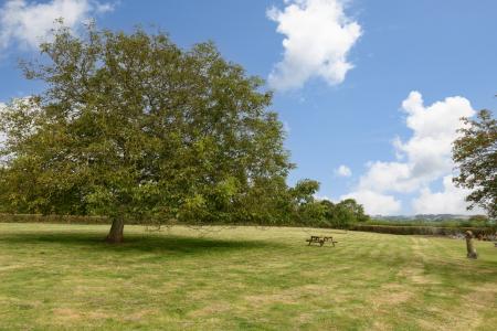 Paddock with walnut