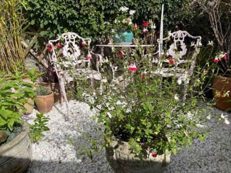 Rear garden