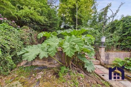 Gunnera