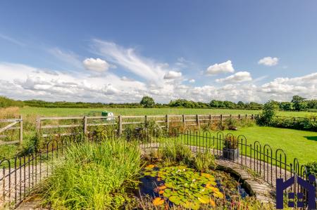 The lily pond