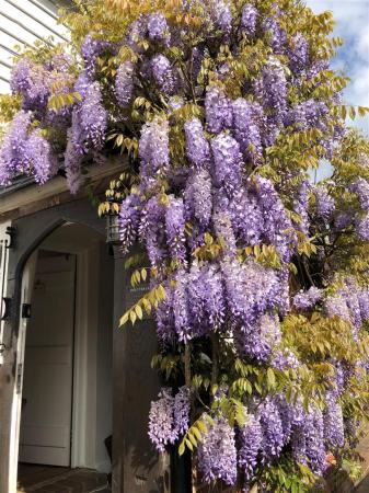 Summer Wisteria