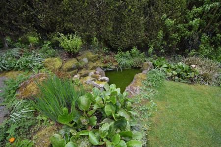 Pond.jpg