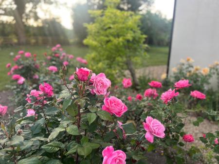 Rose Beds