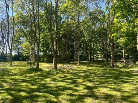 Copse