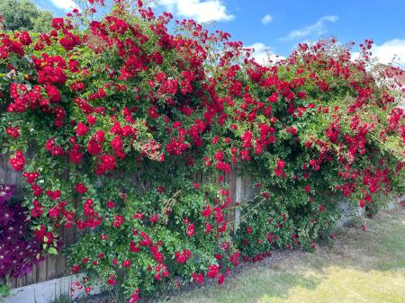 Rambling Roses