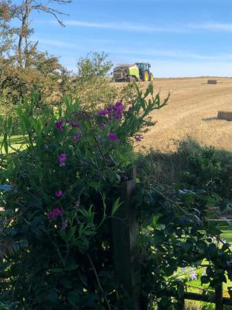 VIEW FROM FIELD SUMMER 2.jpg