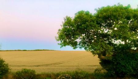 SUNSET FROM GARDEN.jpg