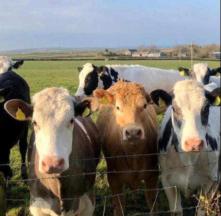 COWS AT WINDOW.jpg