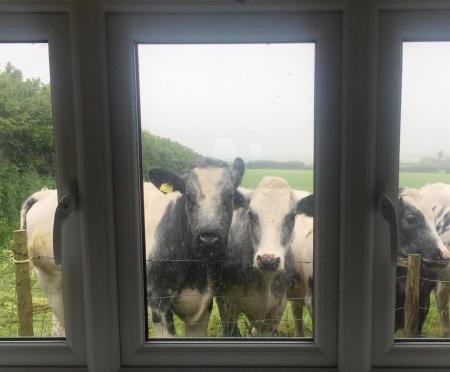 COWS AT WINDOW 2.jpg