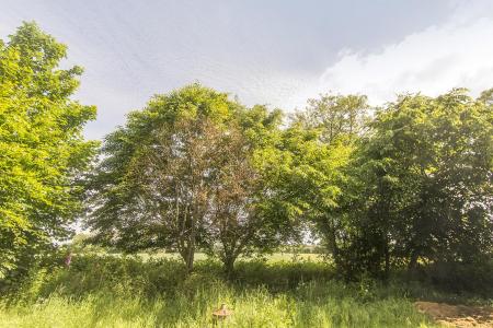 Field Views