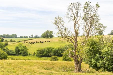 Countryside Views