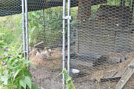 Poultry Housing