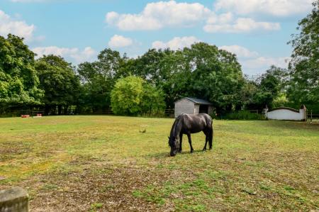 Shared Paddock