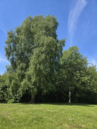 image17