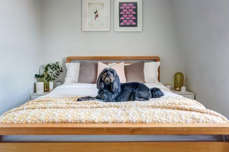 bedwithdog2