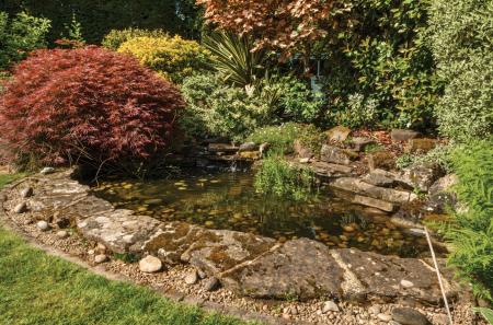 Pond