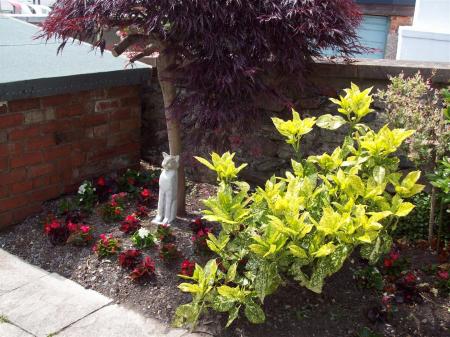 1 Caradog Shrubs & Flowers 2.JPG