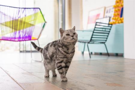 1W1TCN - The Cat A.jpg