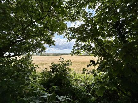 View from shared garden
