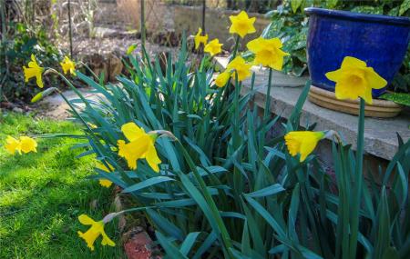 Rear Garden.