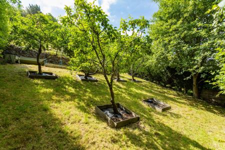 Orchard