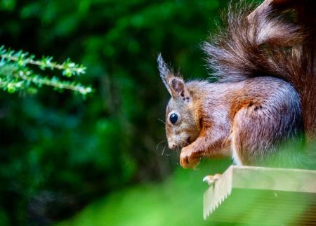 37 Boroughgate Wildlife Red Squirrel.jpeg