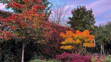 Garden At Twilight