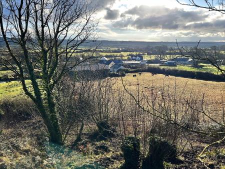 Woodland with Views