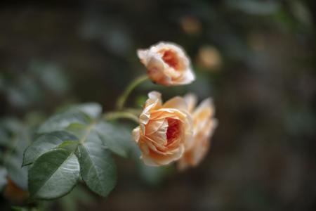 3Y6A7452.jpg