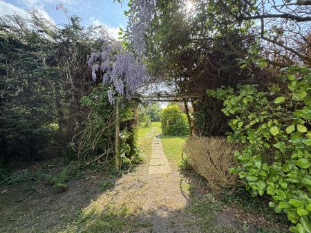 wisteria