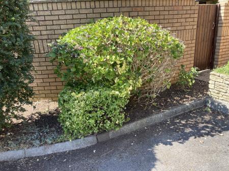 Shrubs outside